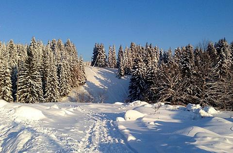 Лесной фонд Кировской области под контролем цифровых технологий